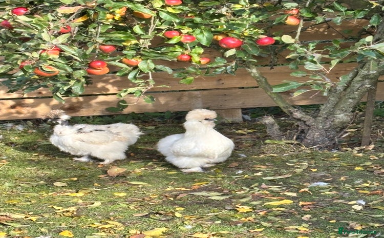 Chickens poultry - Advert 1