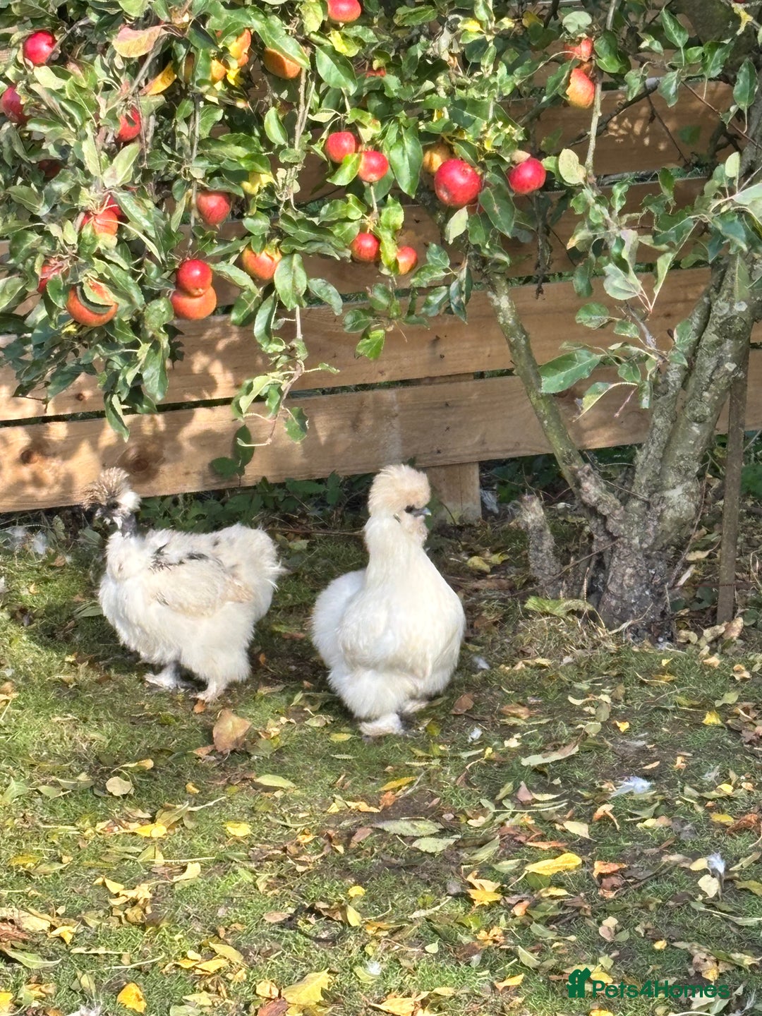 Chickens poultry for sale: Silkie Chickens - Image 1