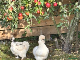 Chickens poultry - Advert 5