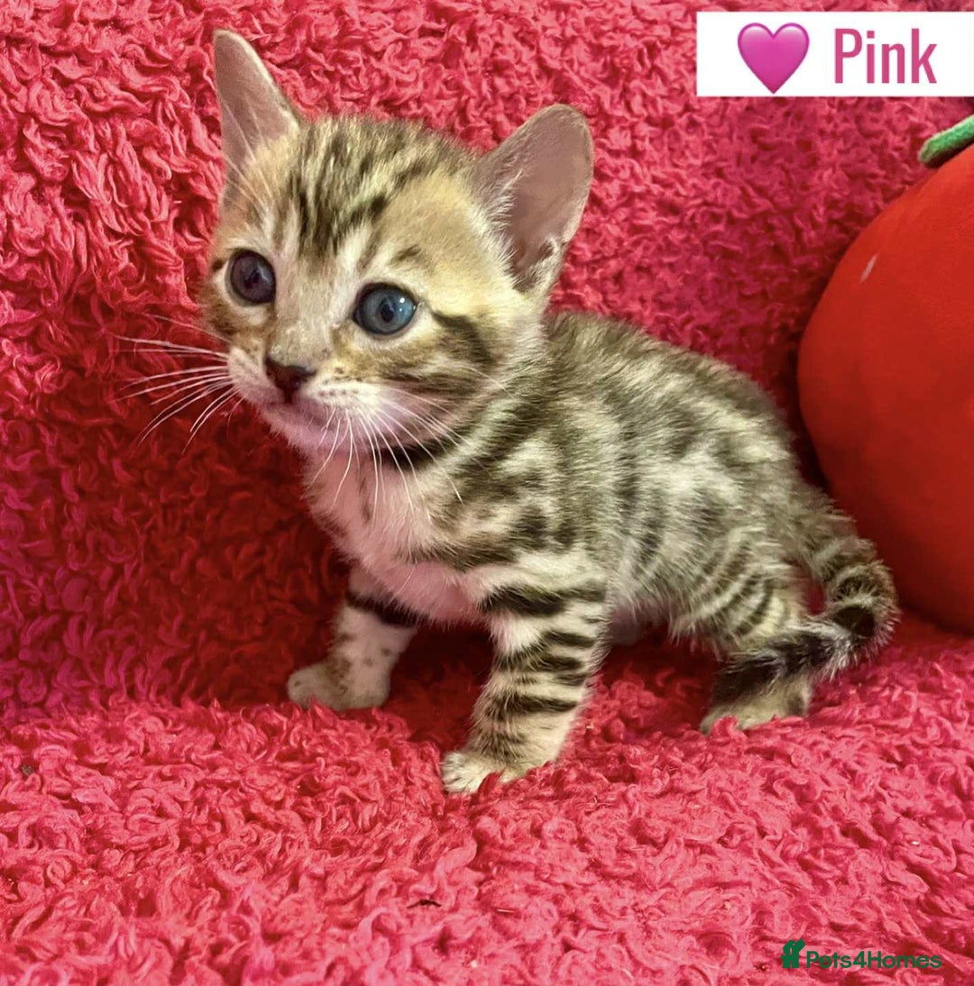 Bengal cats for sale: Beautiful Bengal Kittens  - Image 24