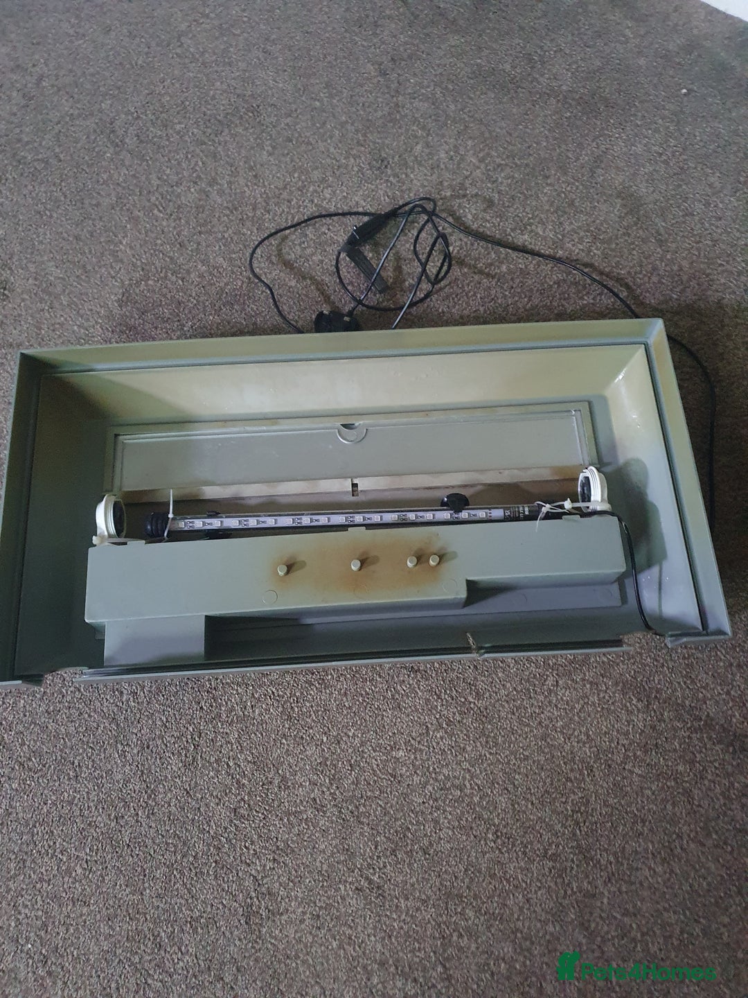 Pufferfish fish for sale: Full set up with red eyed puffers - Image 7