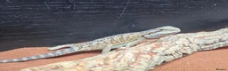 Dragon reptiles for sale: Baby bearded dragon for sale - Advert 3
