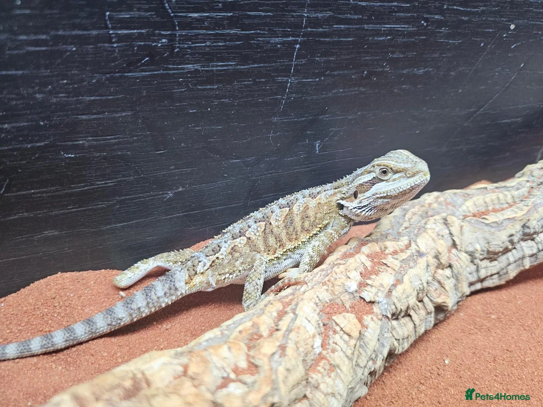 Dragon reptiles for sale: Baby bearded dragon for sale - Advert 3