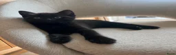 British Shorthair cats for sale: Two black male kittens in Redditch - Advert 3