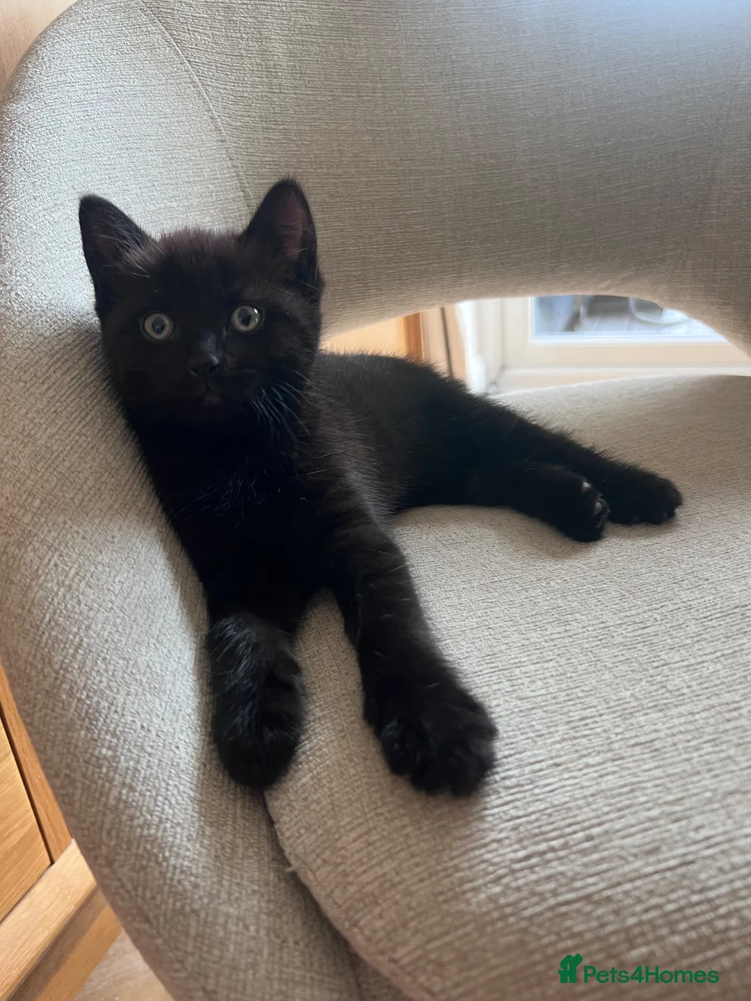 British Shorthair cats for sale: Two black male kittens in Redditch - Advert 3