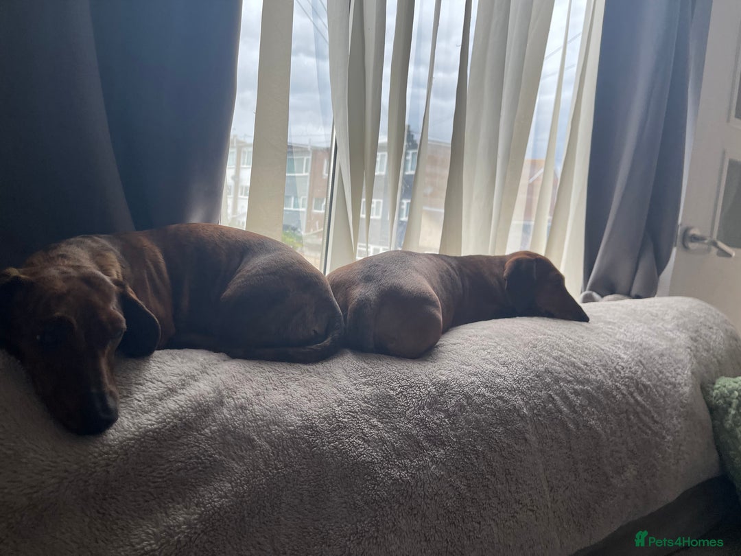 Miniature Dachshund dogs for sale: Rosie and sandy - miniature dachshund  - Image 3