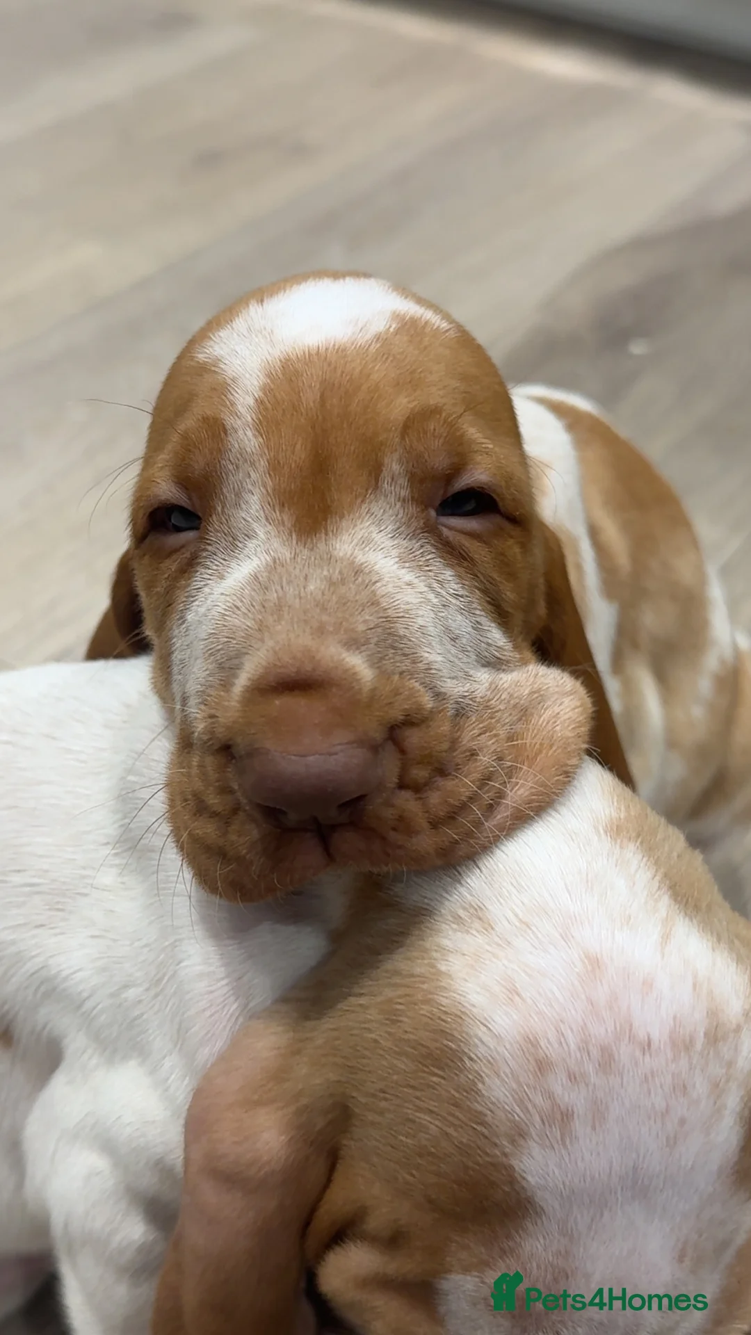 Bracco Italiano dogs for sale: KC TOP QUALITY BRACCO PUP AVAILABLE  - Advert 24