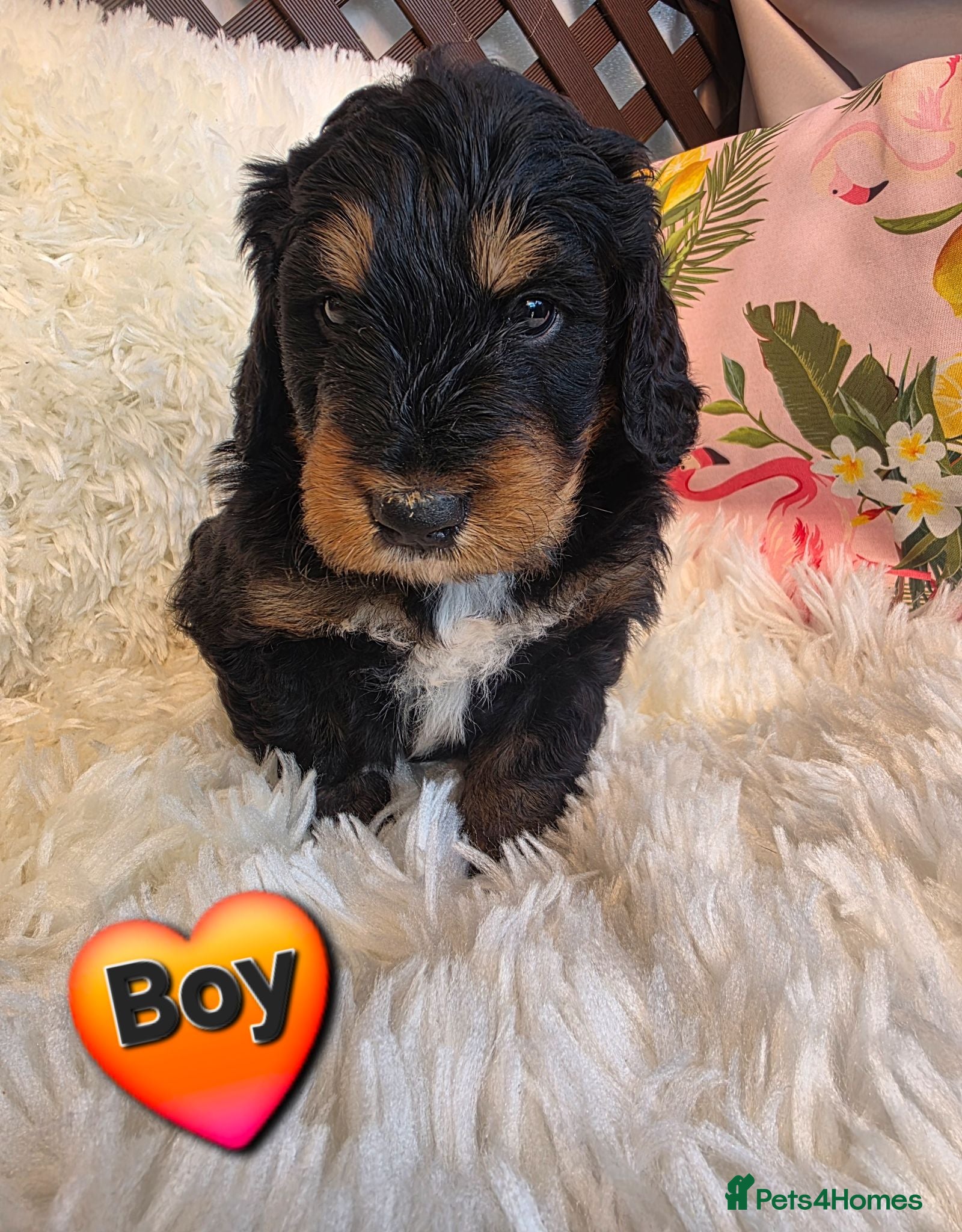 Bernedoodle dogs Top Quality BERNEDOODLE Puppies  - Advert 18