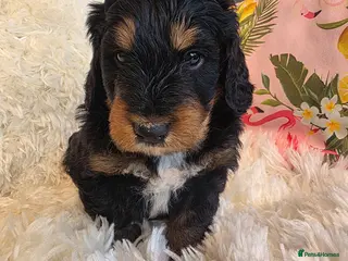 Bernedoodle dogs Top Quality BERNEDOODLE Puppies - Advert 18