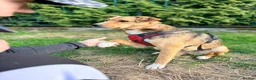 Mixed Breed dogs for adoption: ❤️🐶 TIFFANY – CALM LIKE A LITTLE BUDDHA - Advert 14
