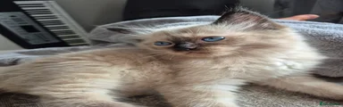 Ragdoll 3