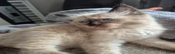 Ragdoll cats for sale: Pure Ragdoll KIttens - Advert 10