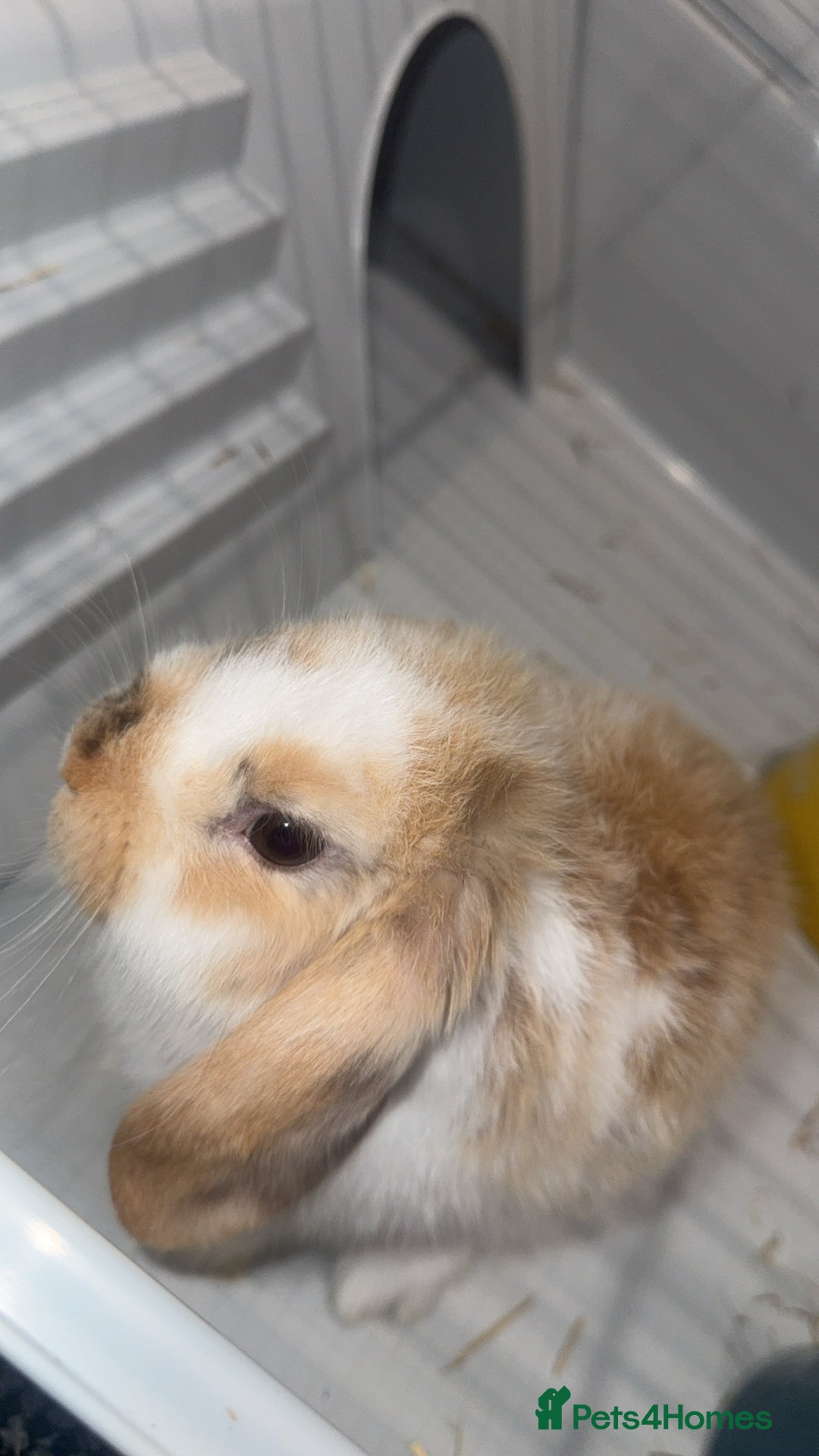 Mini Lop rabbits for sale: 9 weeks old Mini lop with cage and food - Image 2
