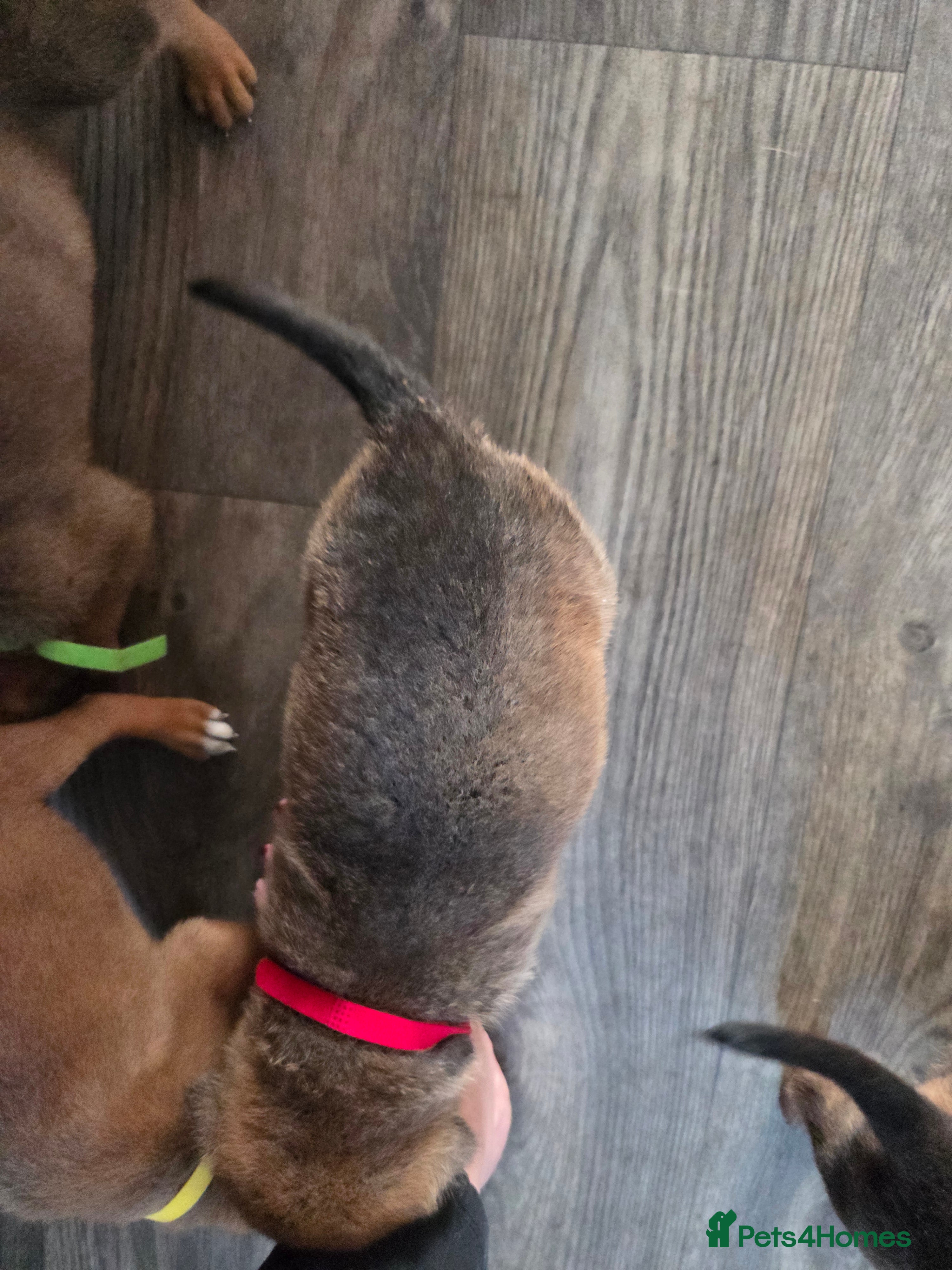 Mixed Breed dogs Beautiful coloured pups - Advert 2