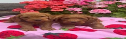 Cockapoo dogs for sale: 8 red dna tested clear f1 Cockerpoo puppies  - Advert 12