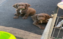 Cocker Spaniel dogs for sale: READY FOR NEW HOMES CAN LEAVE homes health tested  - Image 28