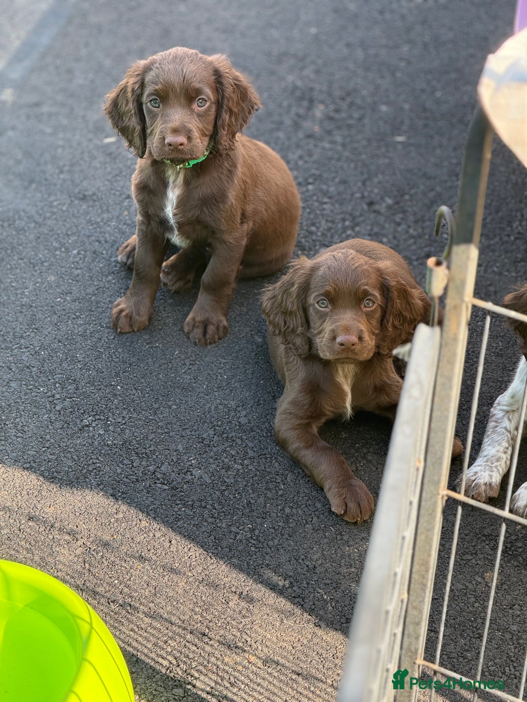 Cocker Spaniel dogs for sale: READY FOR NEW HOMES CAN LEAVE homes health tested  - Image 28