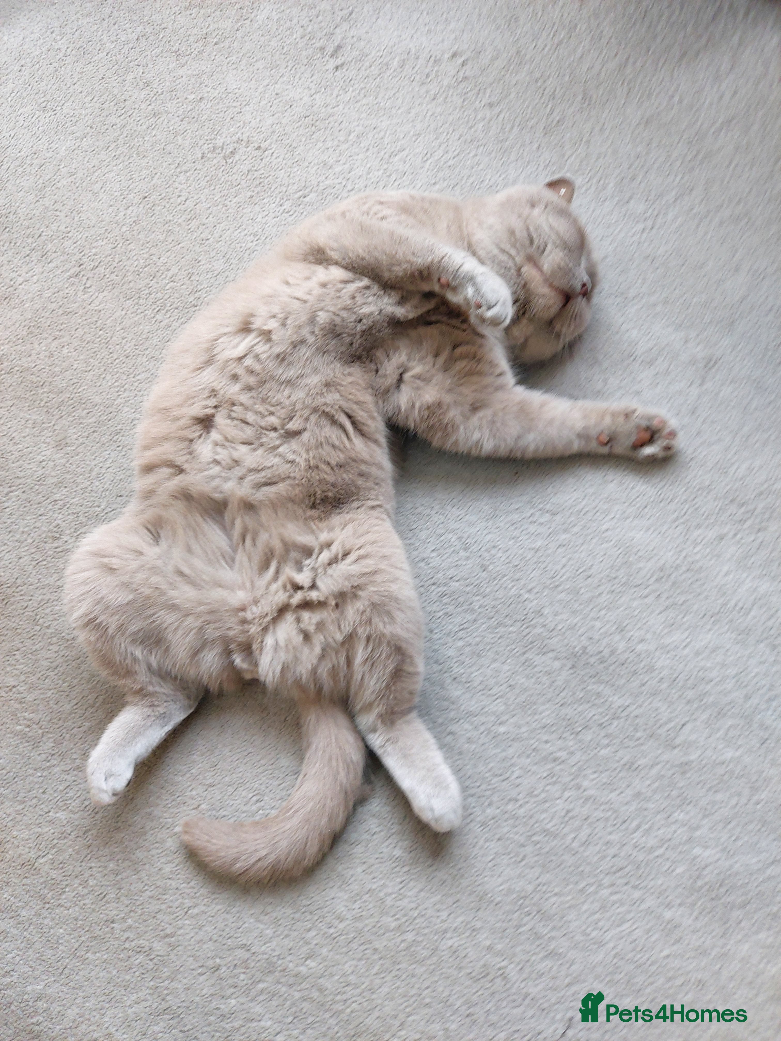 British Shorthair cats British shorthair lilac male in Dudley - Advert 2