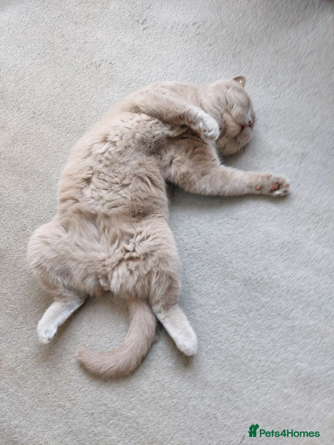 British Shorthair cats for sale: British shorthair lilac male in Dudley - Advert 1
