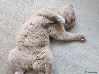 British Shorthair cats British shorthair lilac male in Dudley - Advert 2