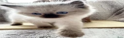Ragdoll cats for sale: ❤️ Exceptional Lilac & Seal Point Ragdoll Kittens - Advert 22
