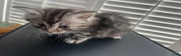 Ragcoon cats for sale: 🐾 Beautiful Maine Coon x Ragdoll kittens  - Advert 10