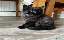 Mixed Breed cats for sale: Beautiful fluffy kittens looking for new home🥰 - Image 2