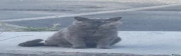 Mixed Breed cats for sale: 5 British Shorthair cross kittens. Ready now - Advert 6