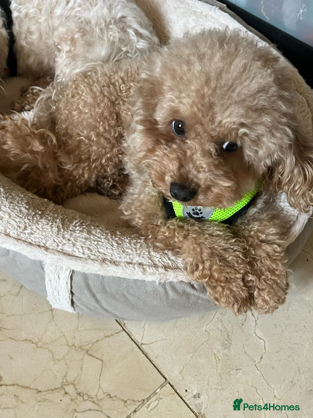 Toy Poodle dogs for stud: Dog stud - Advert 5