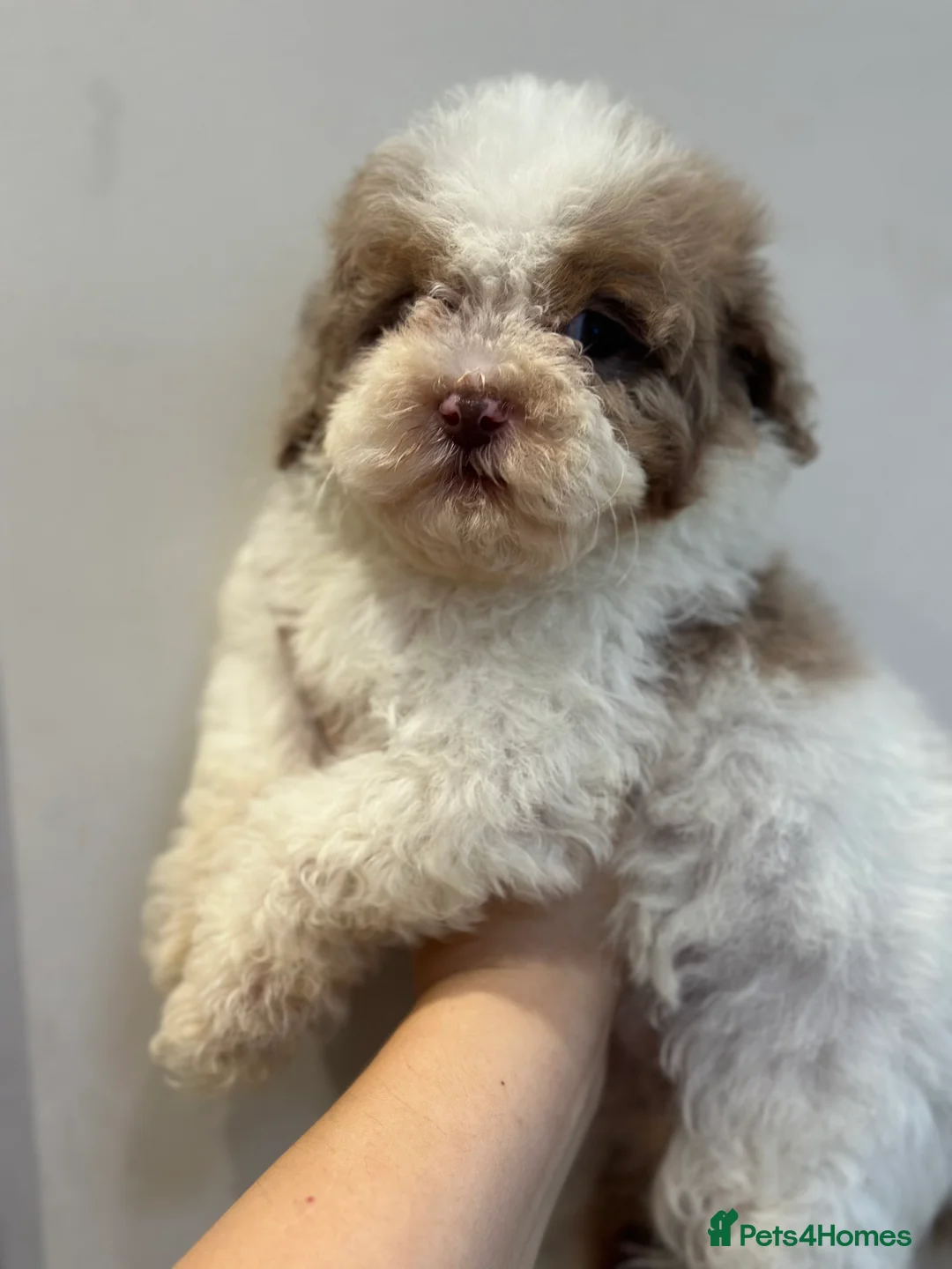 Cavapoo dogs for stud: Premium Cavapoo Chocolate Phantom Parti Stud  in Rickmansworth - Advert 35