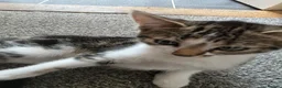 Mixed Breed cats for sale: Beautiful Kittens Looking for Loving Homes - Advert 27