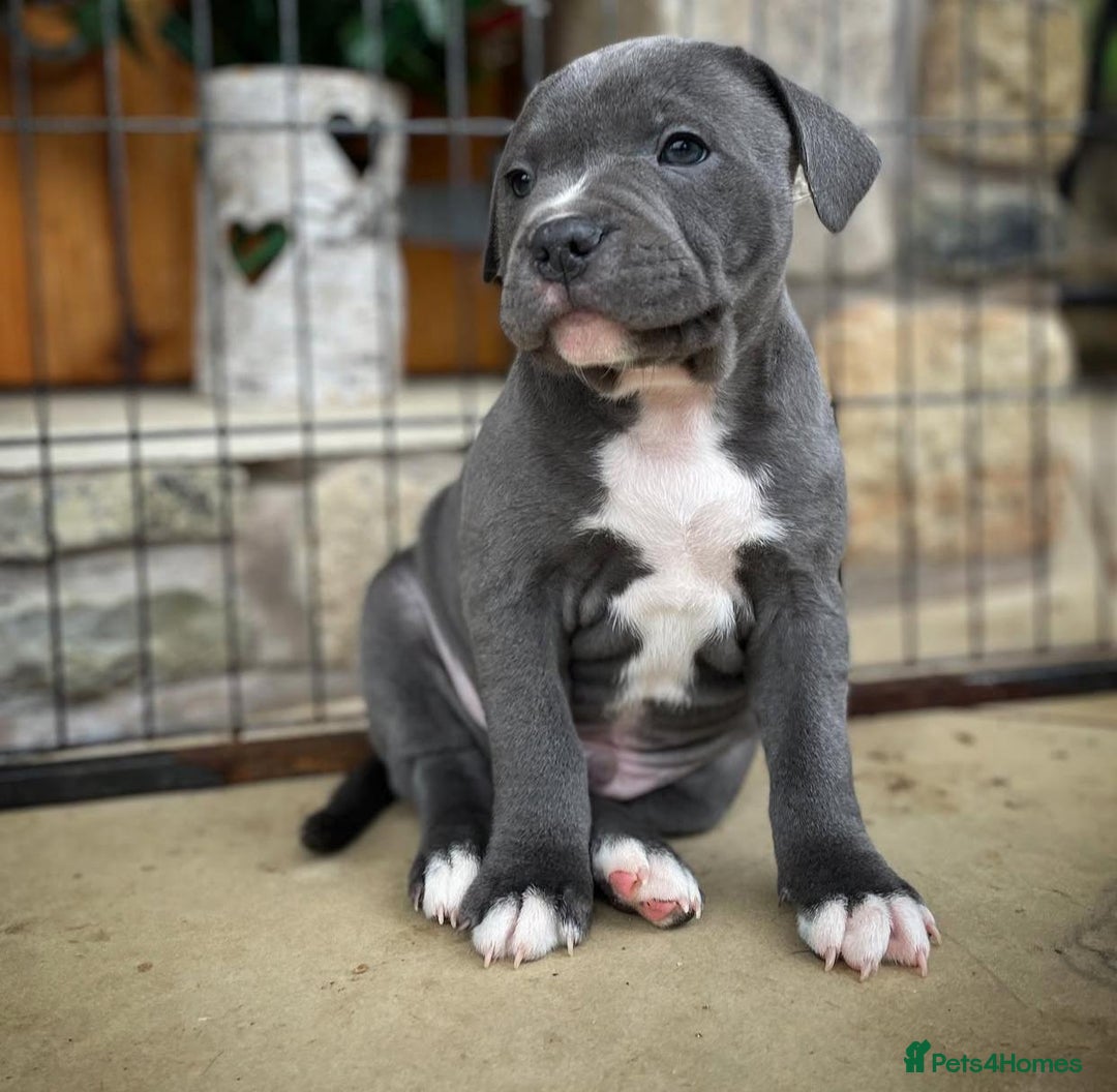 Staffordshire Bull Terrier dogs for sale: Perfect Pure Staffordshire Bull Terrier Puppies - Image 4