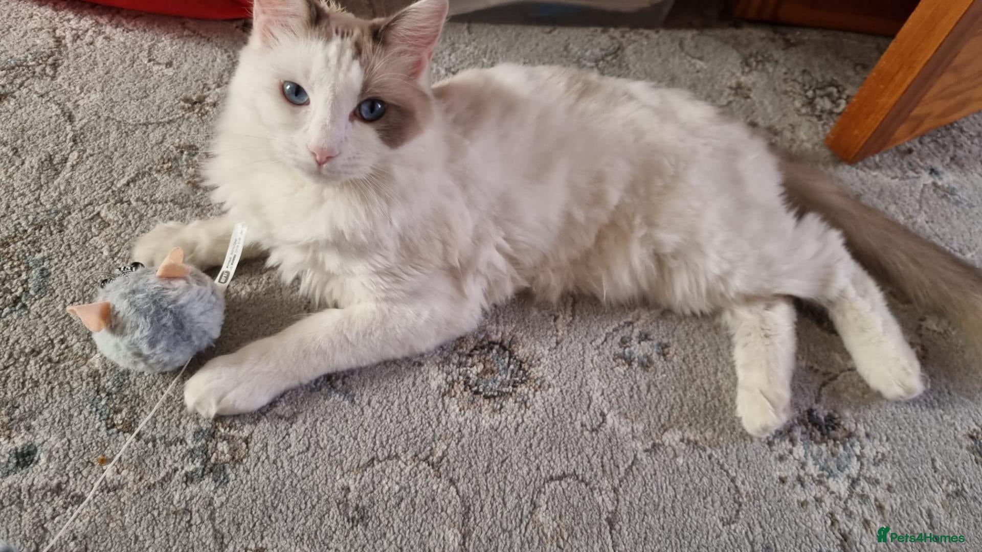 Ragdoll cats 1 year old ragdoll for sale - Advert 1