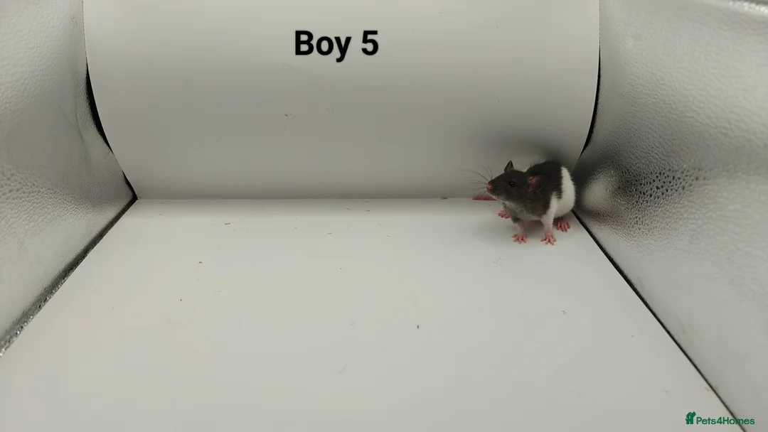 Rat rodents for sale: FEB: 20 Rats (13 Rats: 7 Boys & 6 Girls Left) - Advert 6