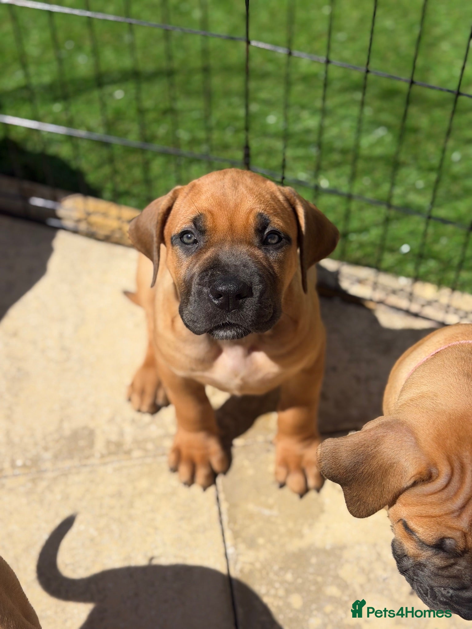 Boerboel dogs Elite Guard Neema X Spartan Dutch - Advert 2