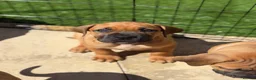 Boerboel dogs for sale: Elite Guard Neema X Spartan Dutch - Advert 2