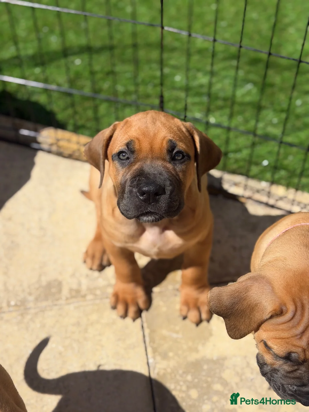 Boerboel dogs for sale: Elite Guard Neema X Spartan Dutch - Advert 2