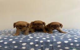 Cavalier King Charles Spaniel dogs for sale: Cavalier King Charles  - Image 16