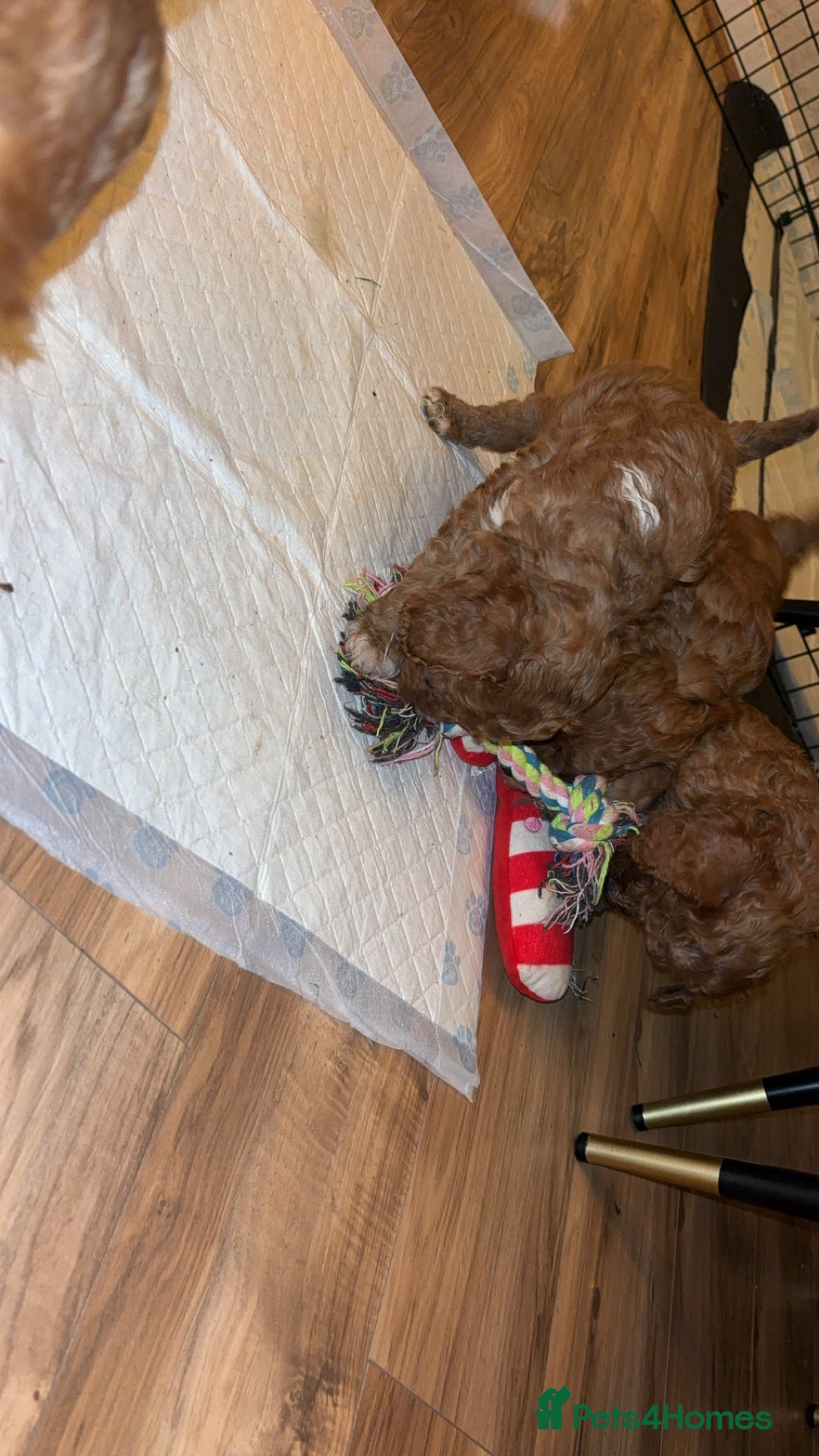 Cavapoo dogs for sale: Cavapoo F1B LAST GIRL AVAILABLE ♥️ - Advert 11