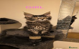 Maine Coon cats for sale: PURE BREED MAINE COONS KITTENS Delivery available - Image 9