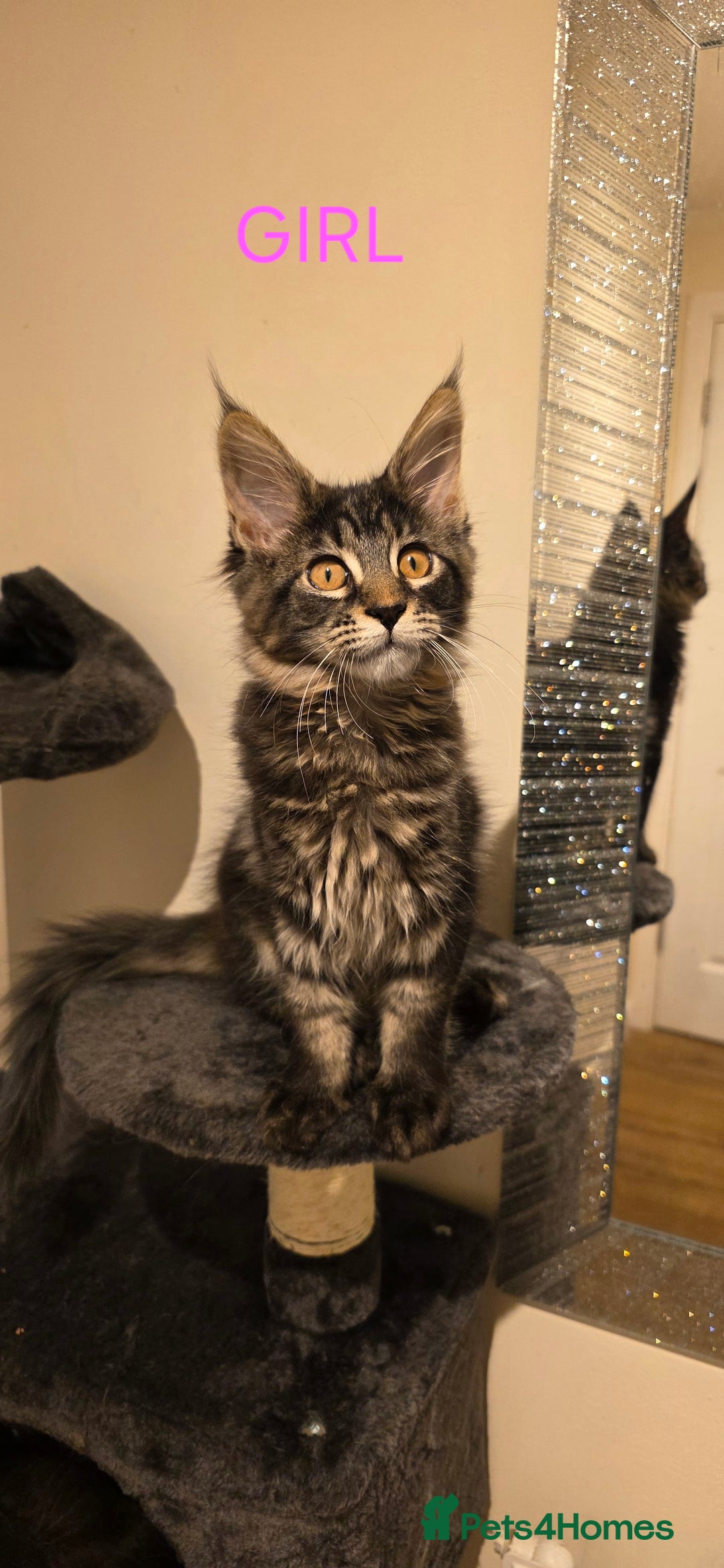 Maine Coon cats for sale: PURE BREED MAINE COONS KITTENS Delivery available - Image 9