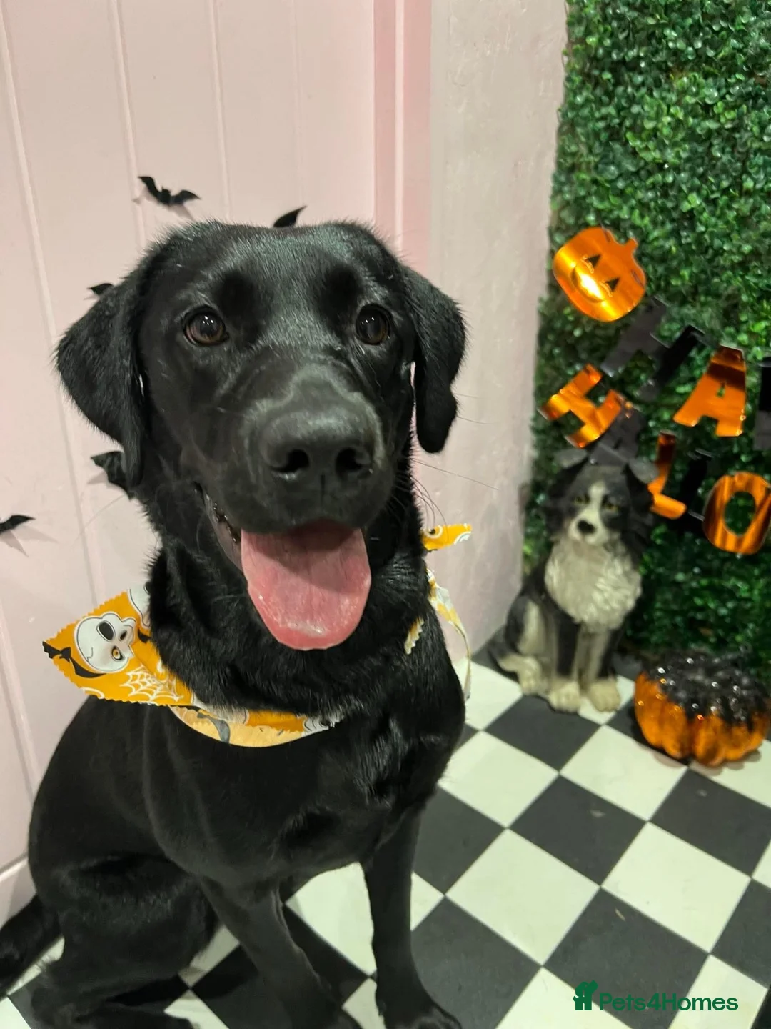Labrador Retriever dogs for sale: Rosie  in Newport - Advert 1