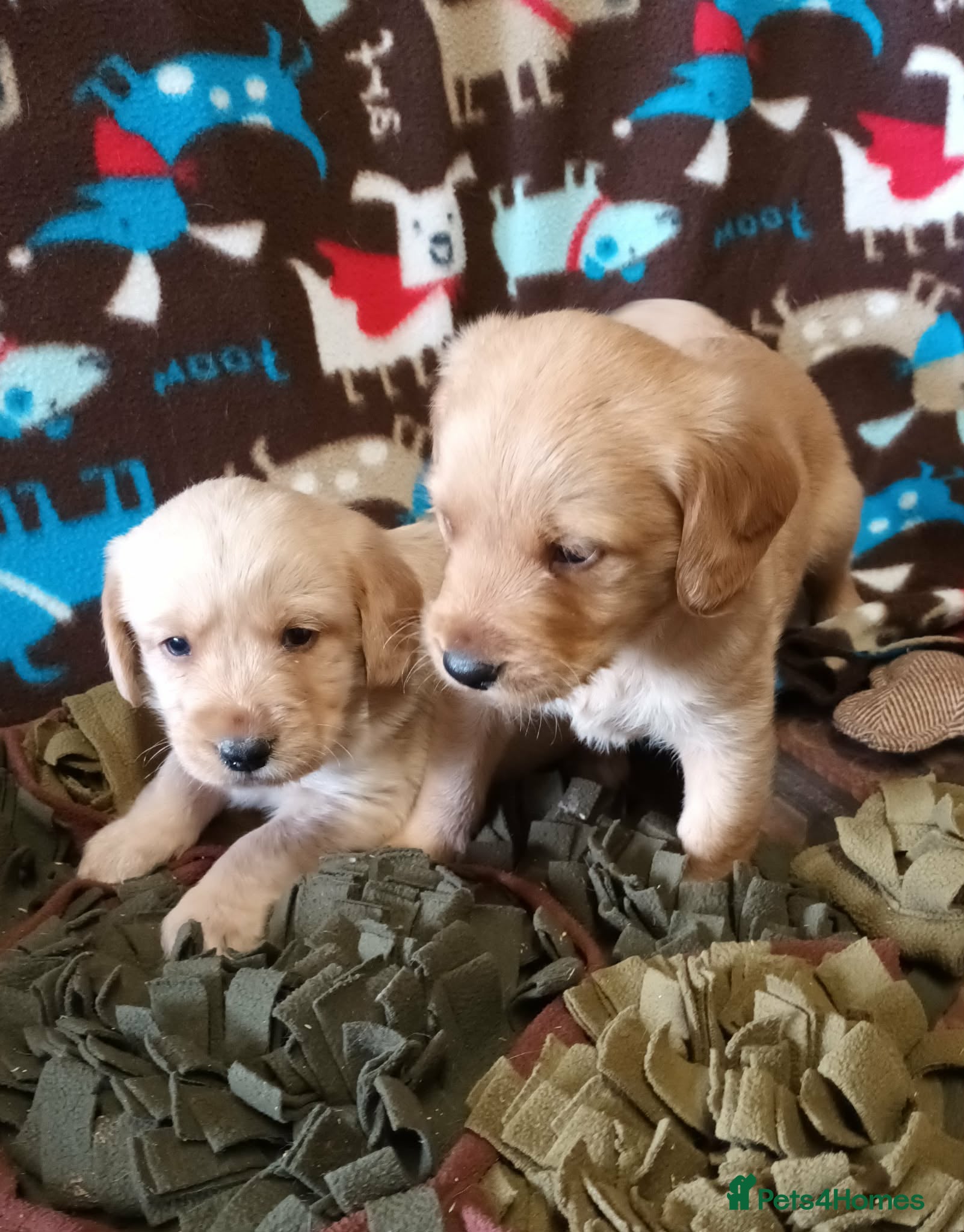 Labradoodle dogs GOLD MINIATURE LABRADOODLE PUPS / LICENCED BREEDER - Advert 3