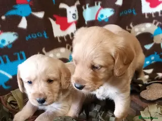 Labradoodle dogs GOLD MINIATURE LABRADOODLE PUPS / LICENCED BREEDER - Advert 3