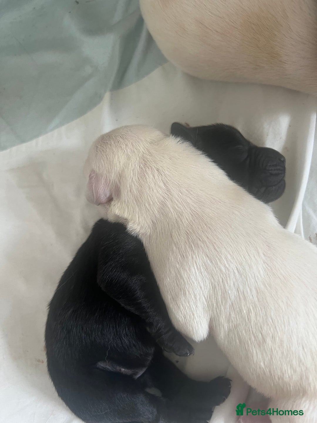 Goldador dogs for sale: Puppies- Goldadors (Golden retriever) (Labrador)  - Image 11
