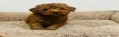 Toy Poodle 1