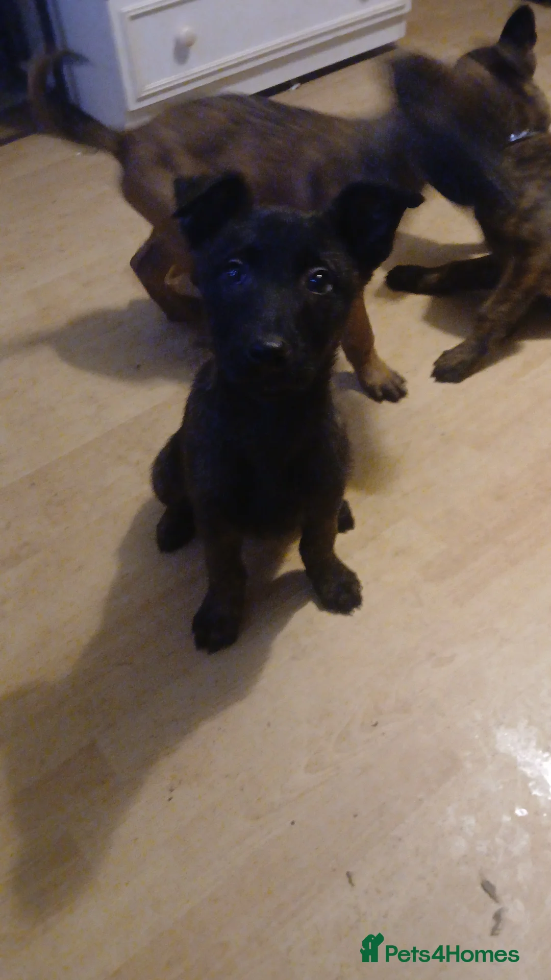 Belgian Shepherd Dog dogs for sale: GORGEOUS BELGIUM MALI/ DUTCH HEARDER PUPPIES  - Advert 1
