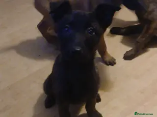 Belgian Shepherd Dog dogs GORGEOUS BELGIUM MALI/ DUTCH HEARDER PUPPIES - Advert 1