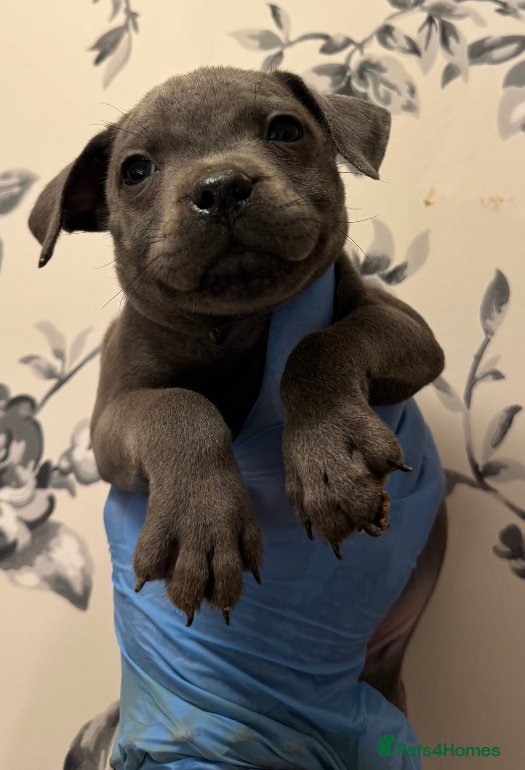Staffordshire Bull Terrier dogs for sale:  Beautiful blue staffy litter amazing bloodlines - Image 13