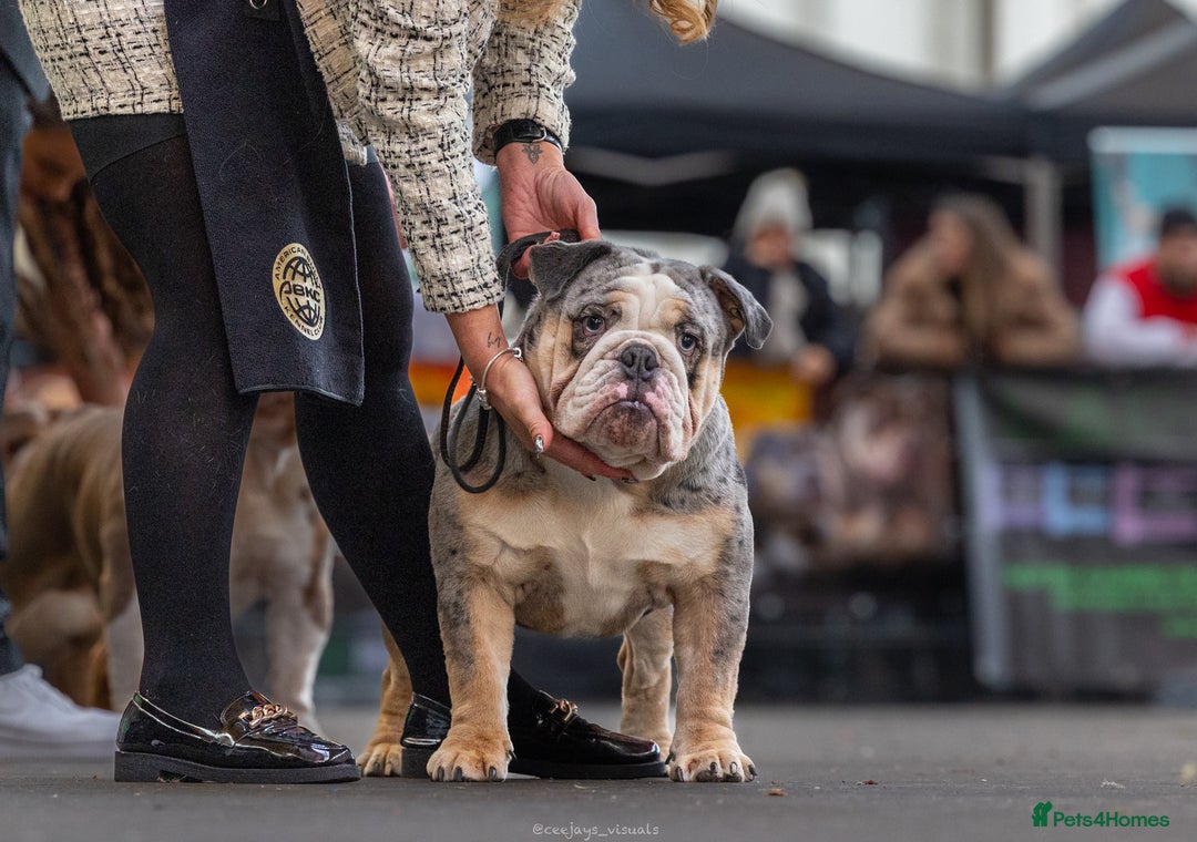 English Bulldog dogs for stud: Blue Merle bulldog stud  in Hamilton - Image 4